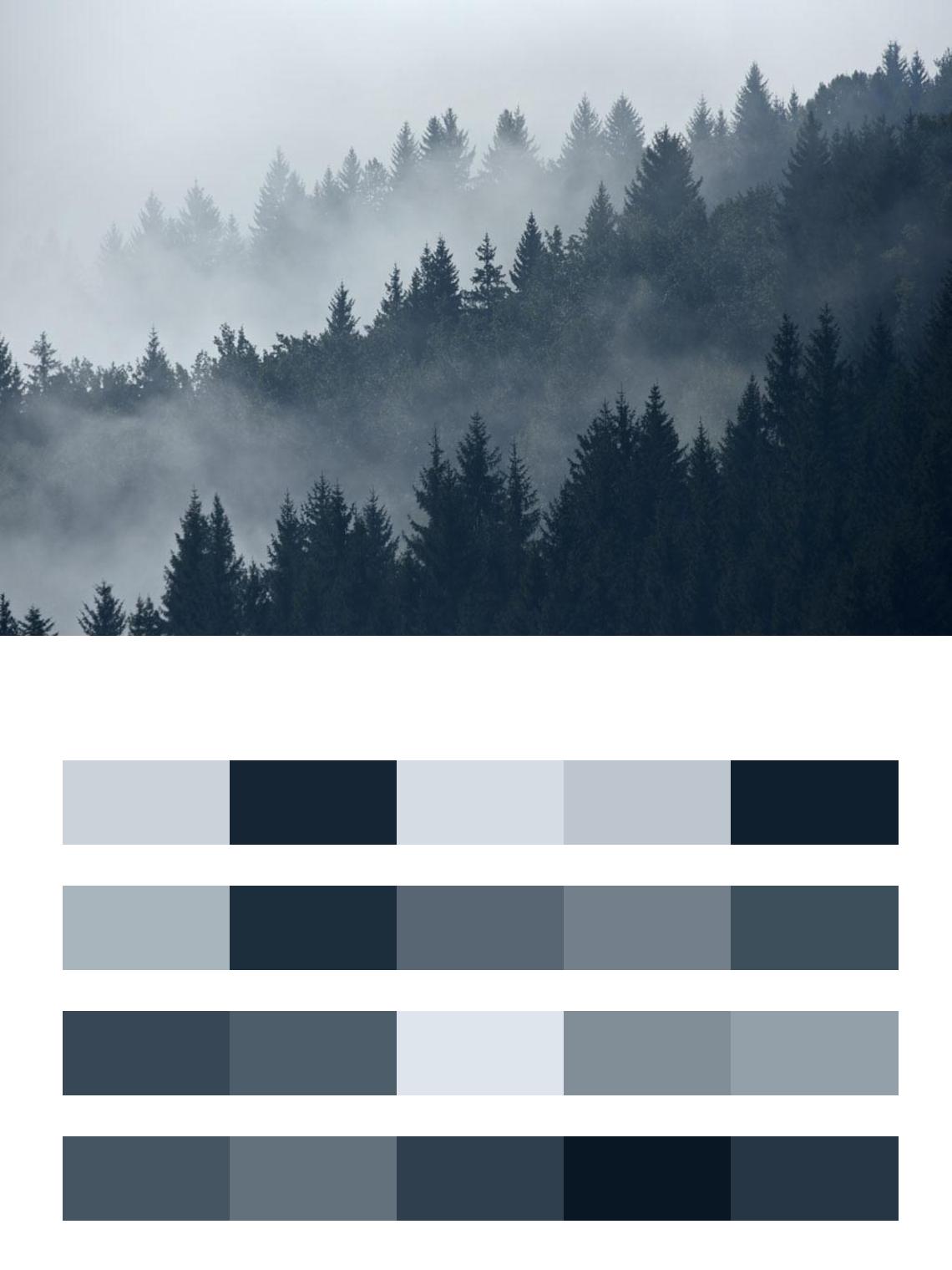 Туман над сосновым лесом цвета