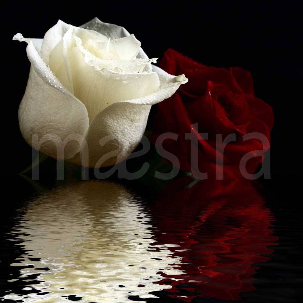 Фотообои Белая роза на темном фоне