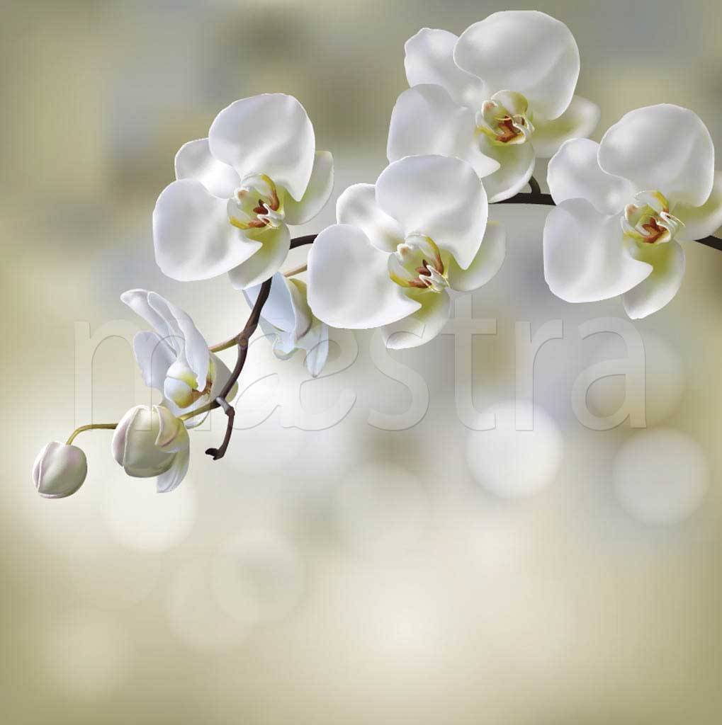 Фотообои Орхидея на светлом фоне