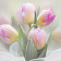 Тюльпаны